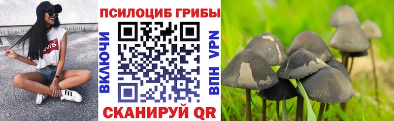 закладка  Копейск  Псилоцибиновые грибы Psilocybe 